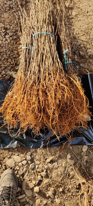 Puieți de salcâm cu creșterea dublă