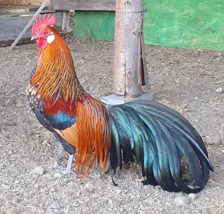 Cocosi pitici  Phoenix,  Porumbei voltați  (curcani) si rațe leșesti