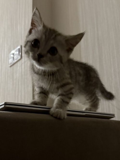 Красивый котенок