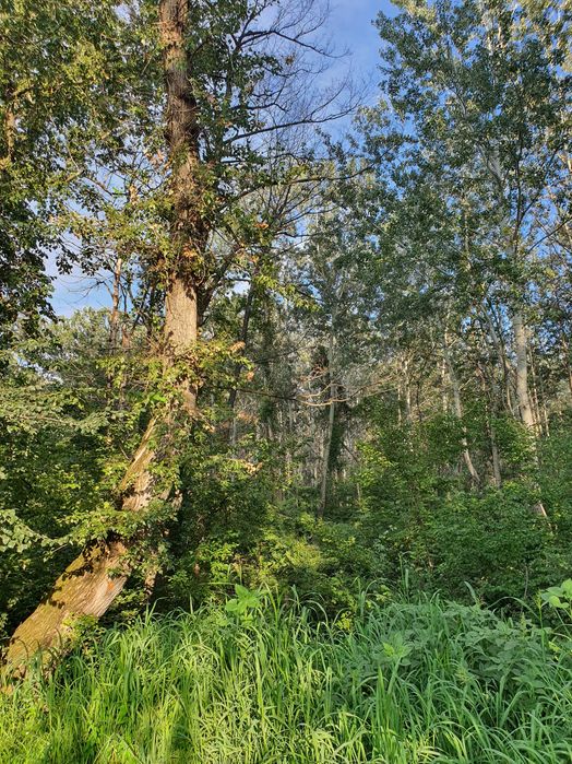 Vand teren extravilan - pret negociabil 1,65 euro/mp