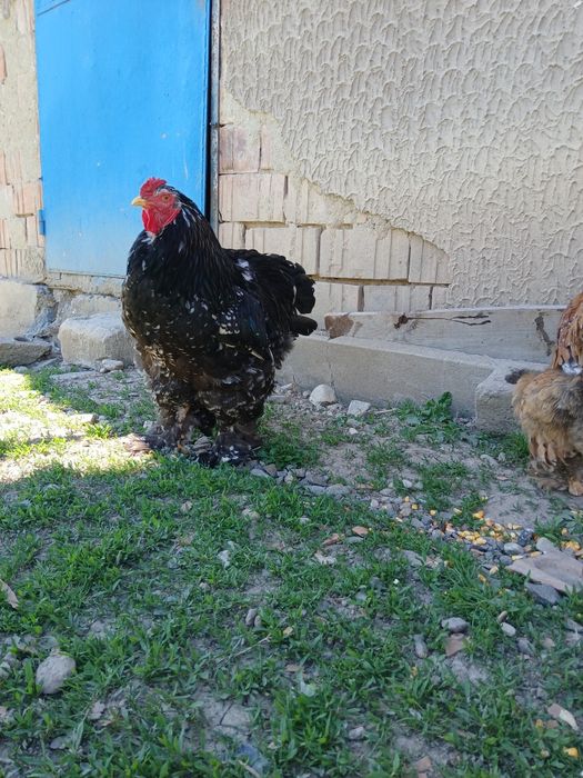 Pereche brahma NEGRU BOBAT