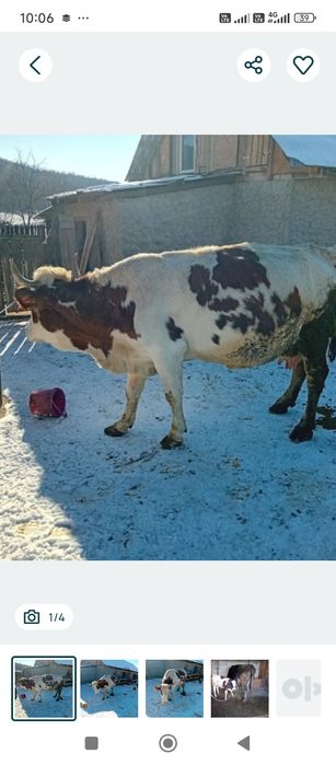 Vacă tânără bălțată românească