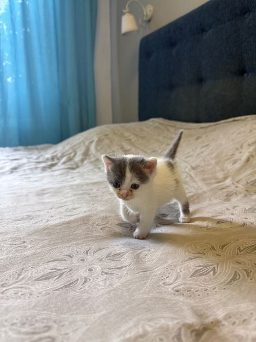 Отдам котенка в хорошие руки