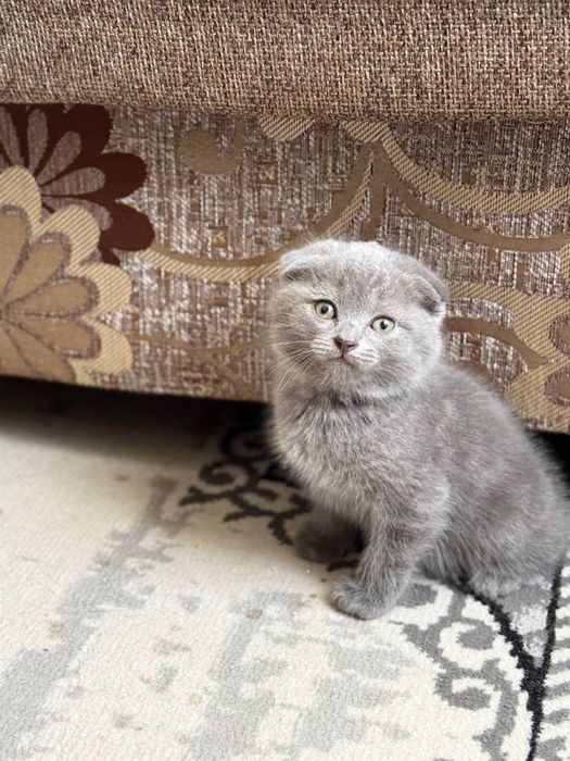 Scottish fold va scottish strayt mushuk bolalari sotiladi