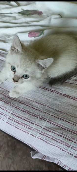 Котёнок, в добрые руки