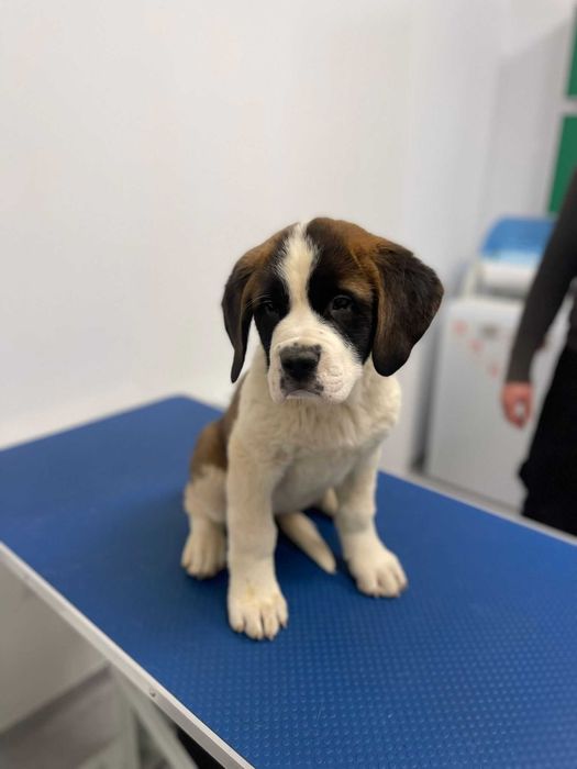 Femela Saint Bernard cu pedigree - par scurt