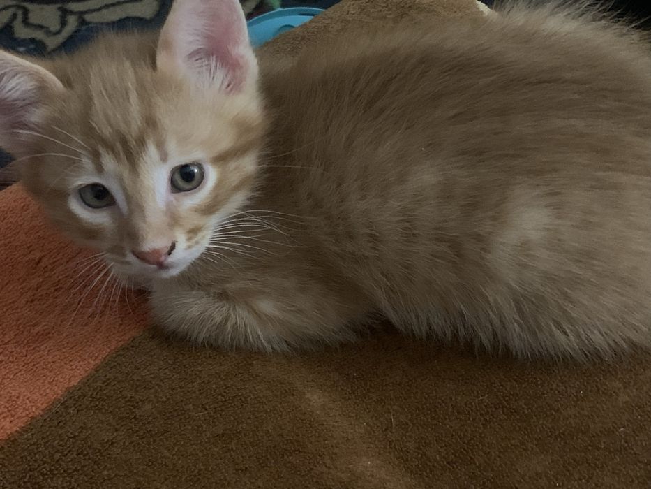 Коасавец котенок рыжеький