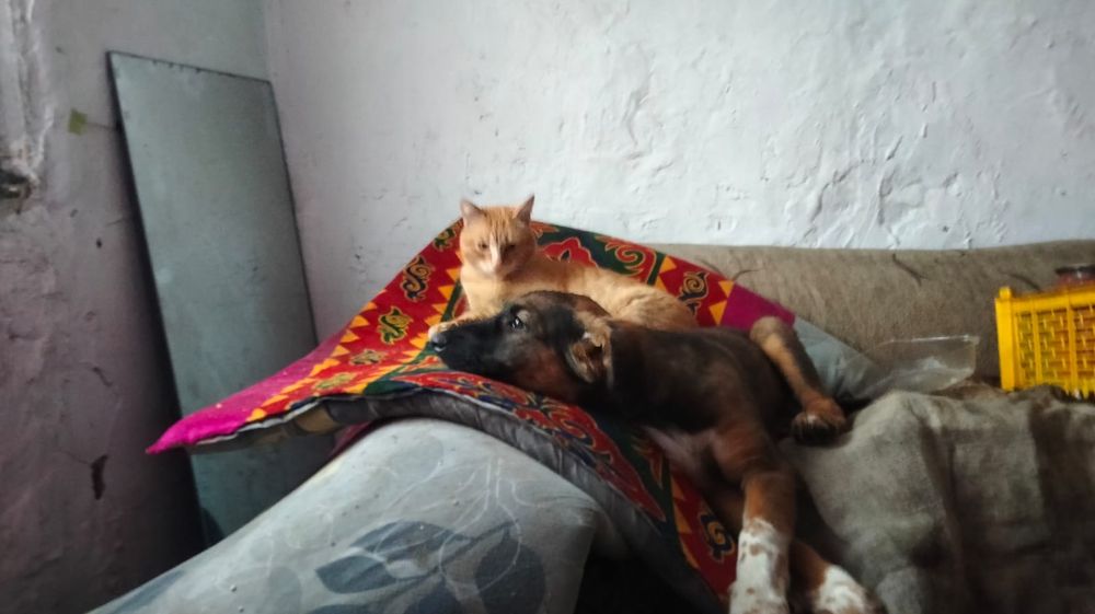 Отдам щенков в добрые руки