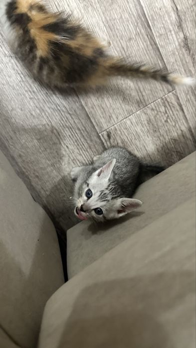 Котята полубенгалы