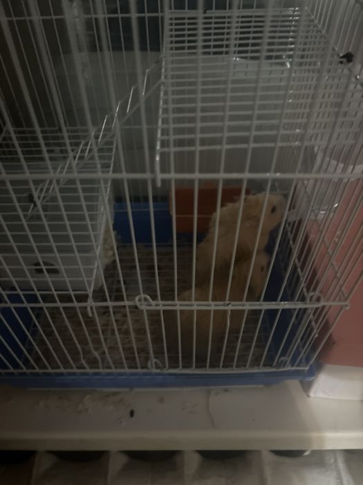 Клетка + хомячки и принадлежности