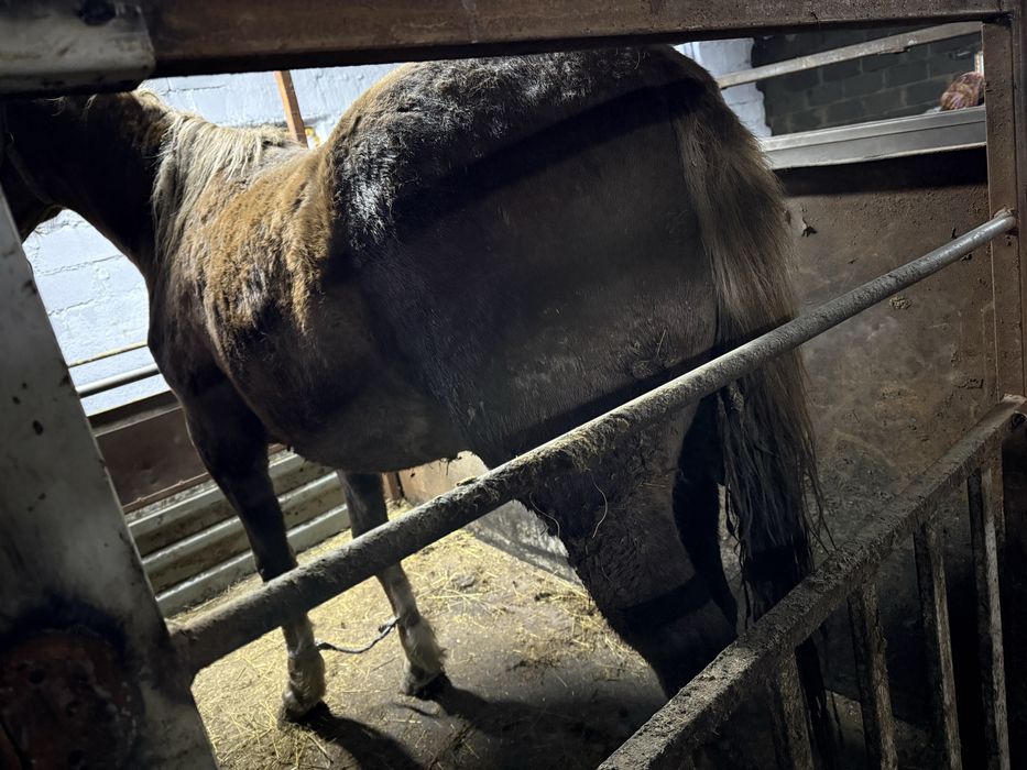 Лошадь крупная с откорма.