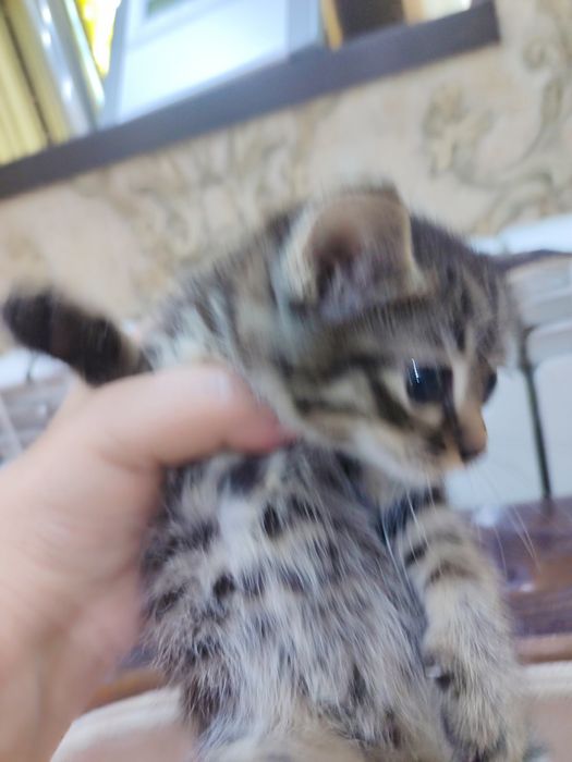Отдадим котят в хорошие руки.Котята кушают,ходят на песок .Здоровые.