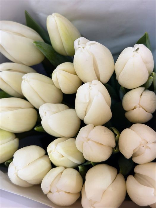 Лолалар ТЮЛЬПАНЫ Ташкент