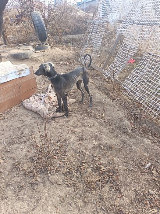 Тазы кушык сатылады