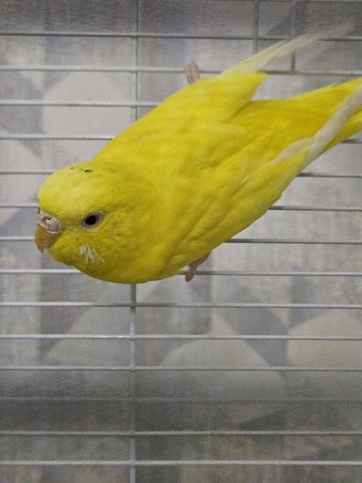 Волнистый попугайчик с клеткой