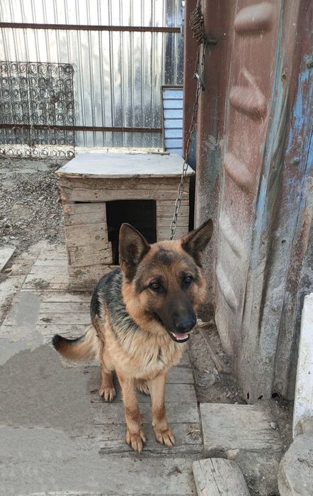 Продажа немецкая овчарка