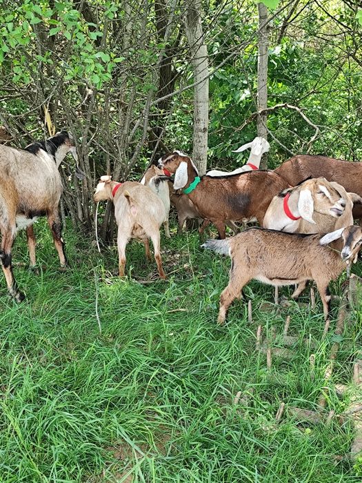 Capre anglonubiane ,iedite anglonubian ,țap anglo nubian