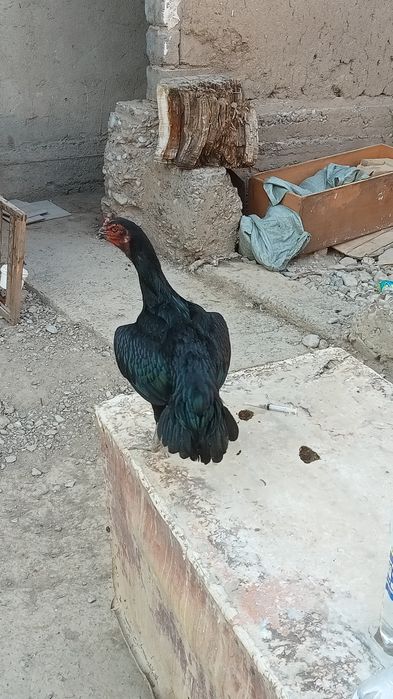 Прадаю торг есть