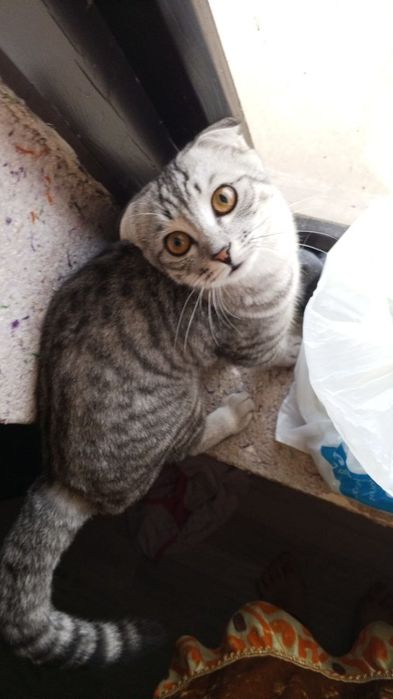 Mushuk sotoladi óģil bola