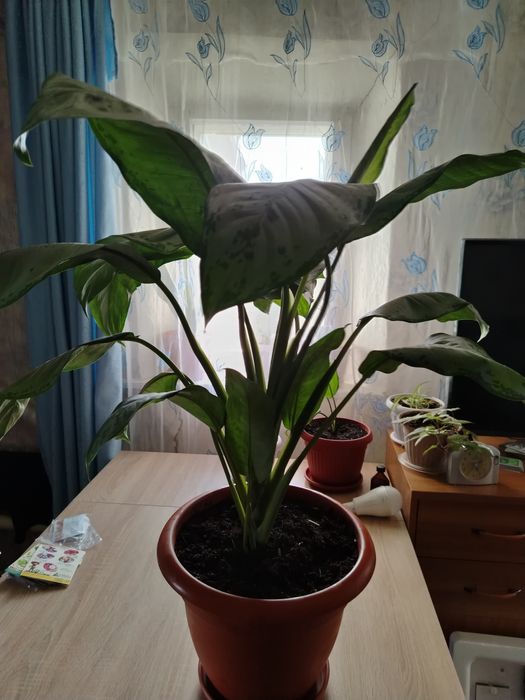 Аглаунема продам