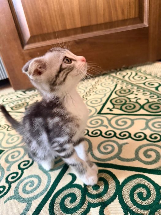 Шатланский кошка