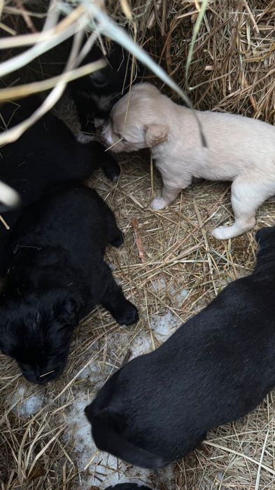 Щенята 4 девочек