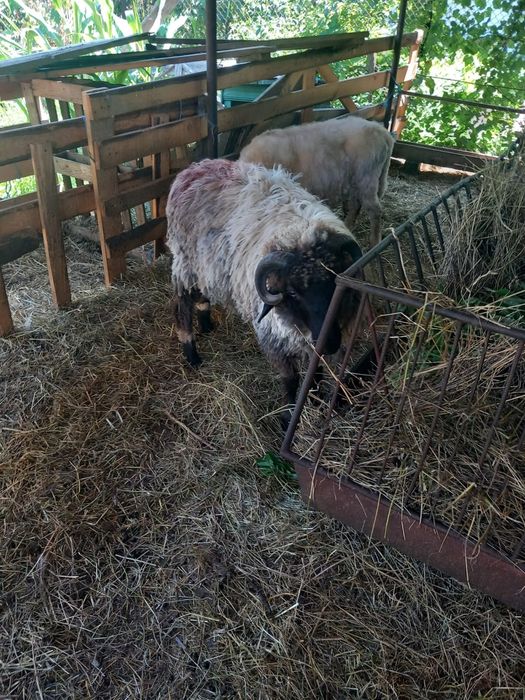 Vand berbecuț de prasila,merita văzut..