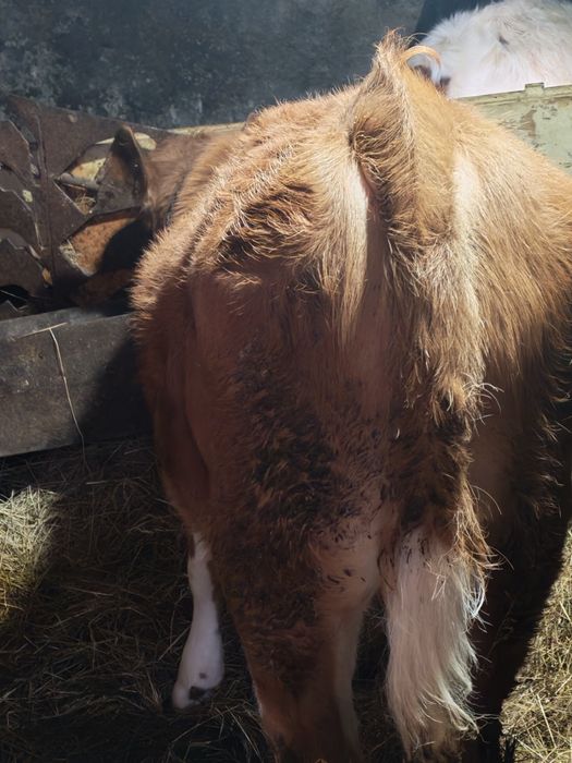 Tauras Din Monta De Carne