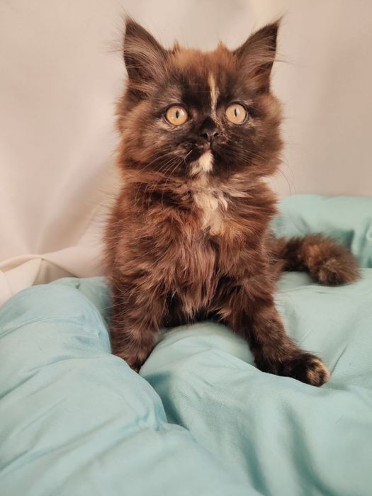 Продается котята скоттиш фолд и страйт