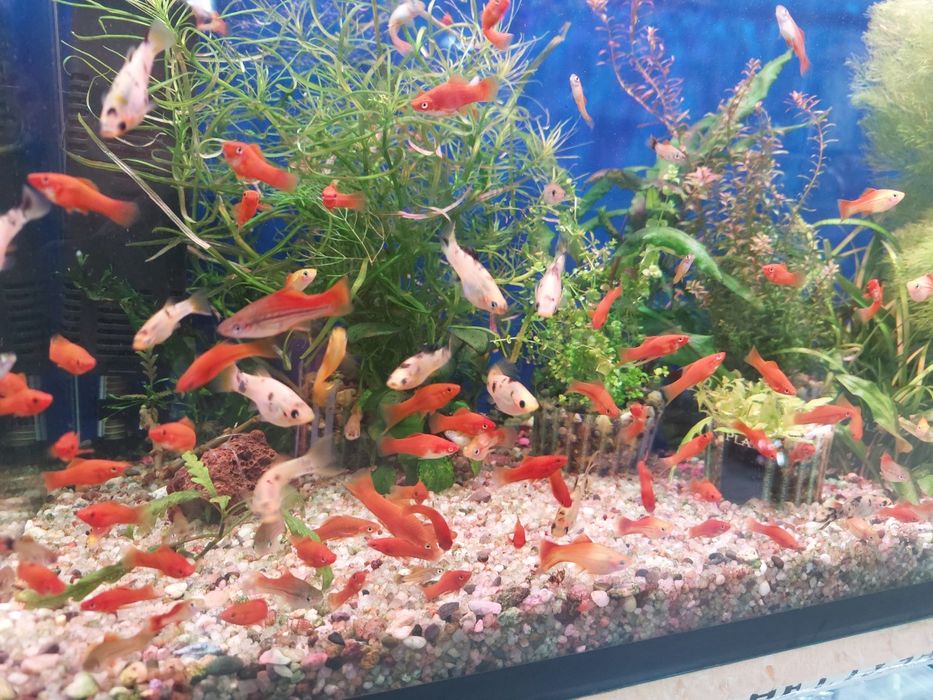 Аквариумные рыбки