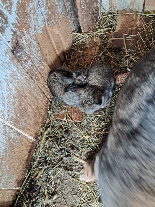 Vand iepuroaica berbec german