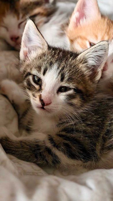 Котята в добрые и ответственные руки!