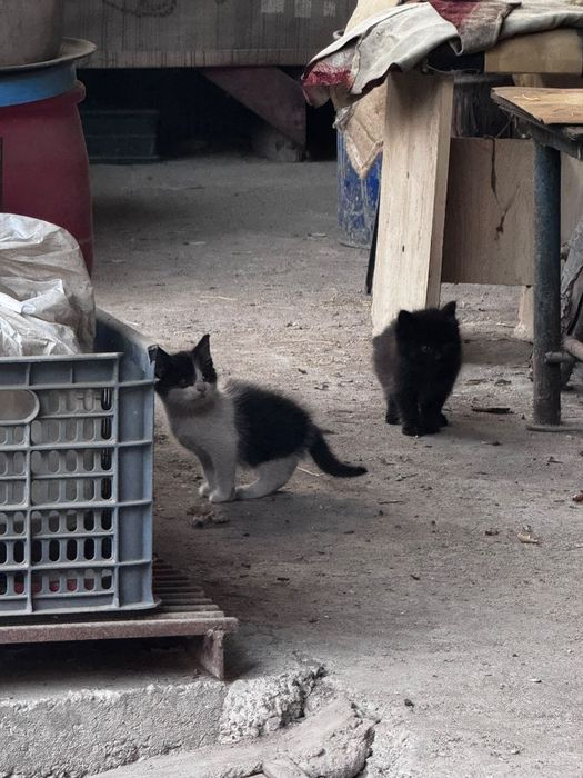 Отдам котят в добрые руки