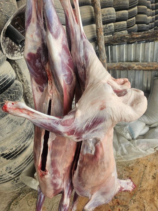 Туша токты сатылады продается