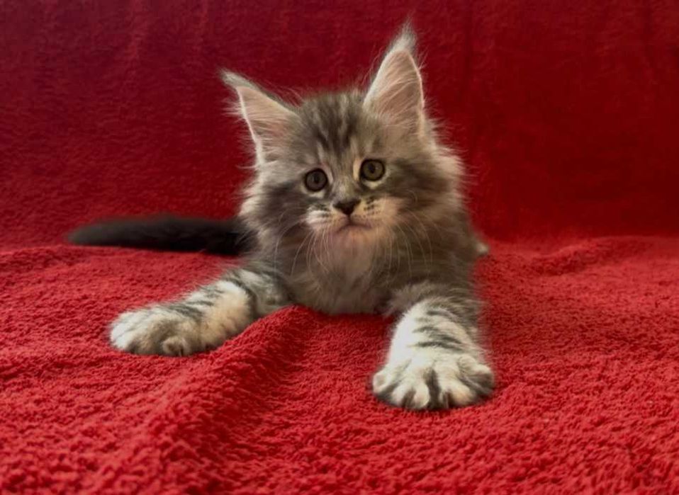Мейн кун котенца
