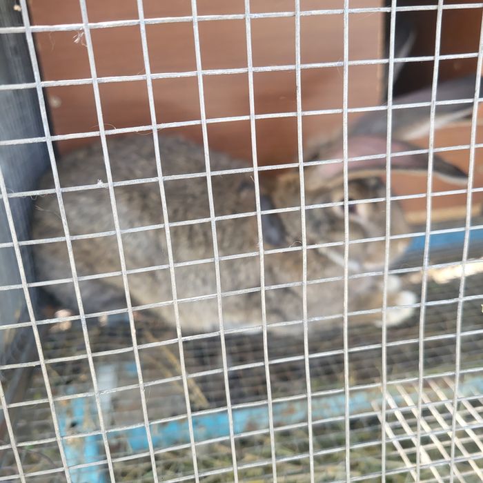 Кролики серый великан