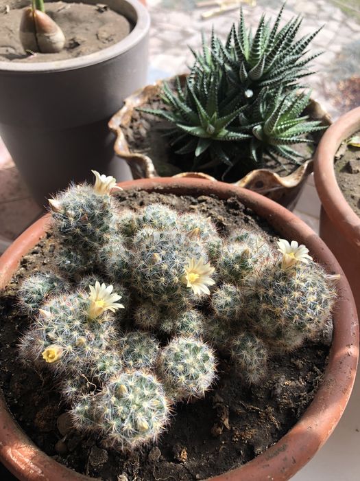 Кактус цветущий