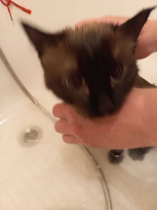 Пропала кошка сиамская