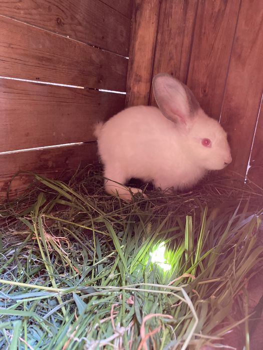 Крол 1,5 месяца