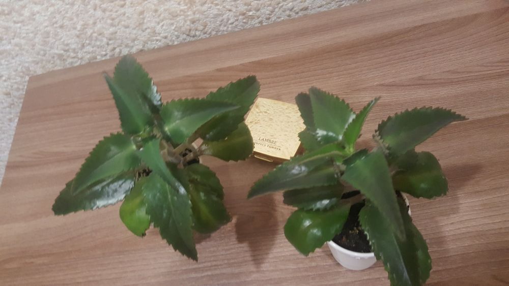 Каланхоэ лечебный.