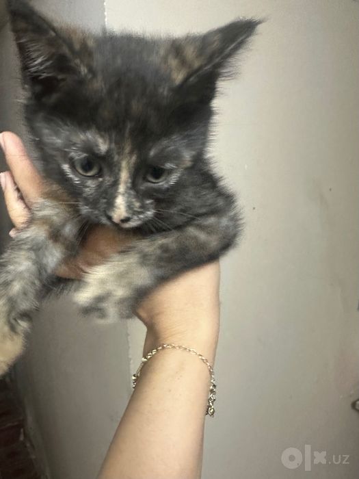 Котята отдам даром