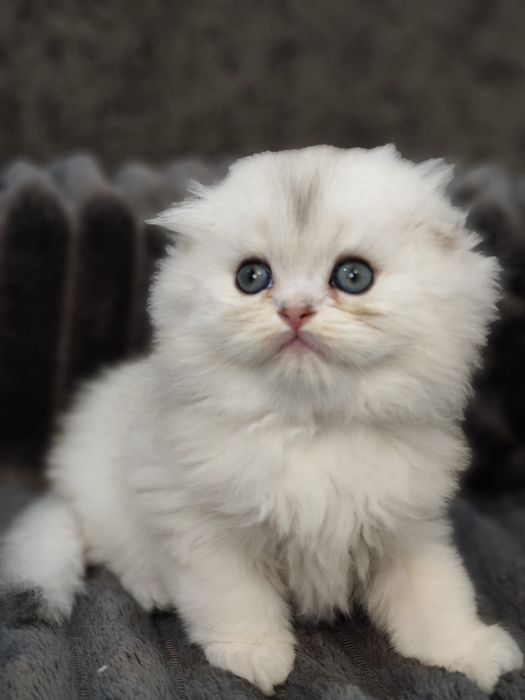 Puiuț Scottish Fold alb superb
