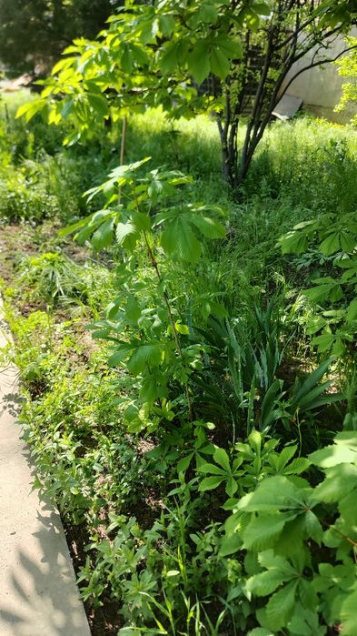 Каштан конский саженцы