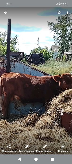Продам годовалого быка