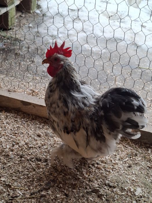 Disponibil cocos Chochinchina pitic