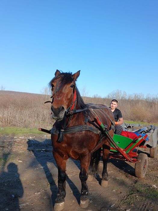 Se vinde iapa in vârsta de 8 ani