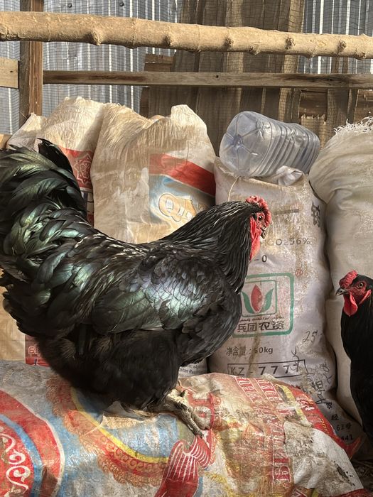 Джерсисский петух