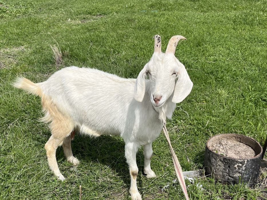 Занен ешкы сатылады