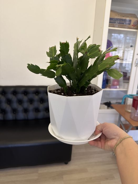 Комнатные цветы любого вида