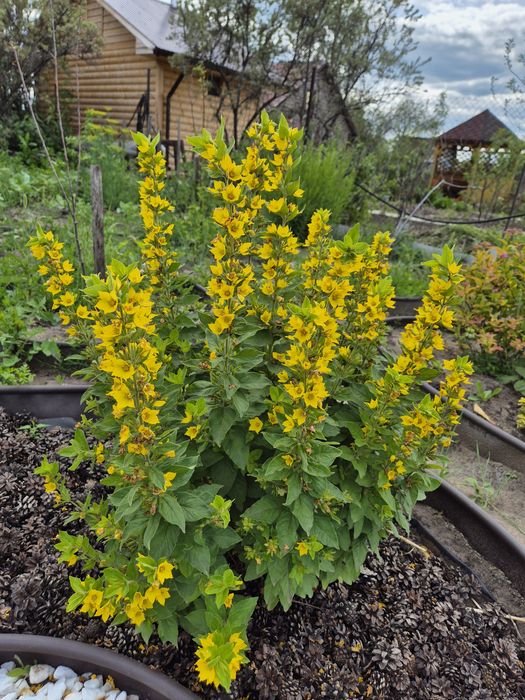 Продам растения с дачи